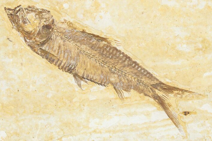 Detailed Fossil Fish (Knightia) - Wyoming #357549